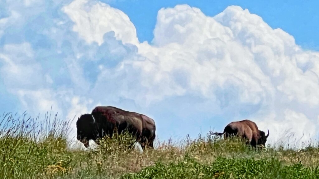 Bison on a hilltop at the CSKT Bison Range in Montana. Credit: gatherandgotravel.com